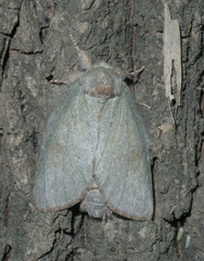 Misogada unicolor