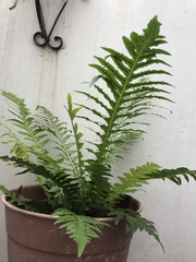 Blechnum brasiliense