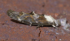 Mompha murtfeldtella