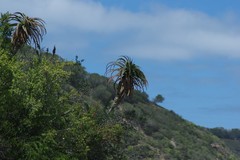 Aloe pluridens