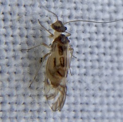 Graphopsocus