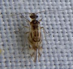 Graphopsocus