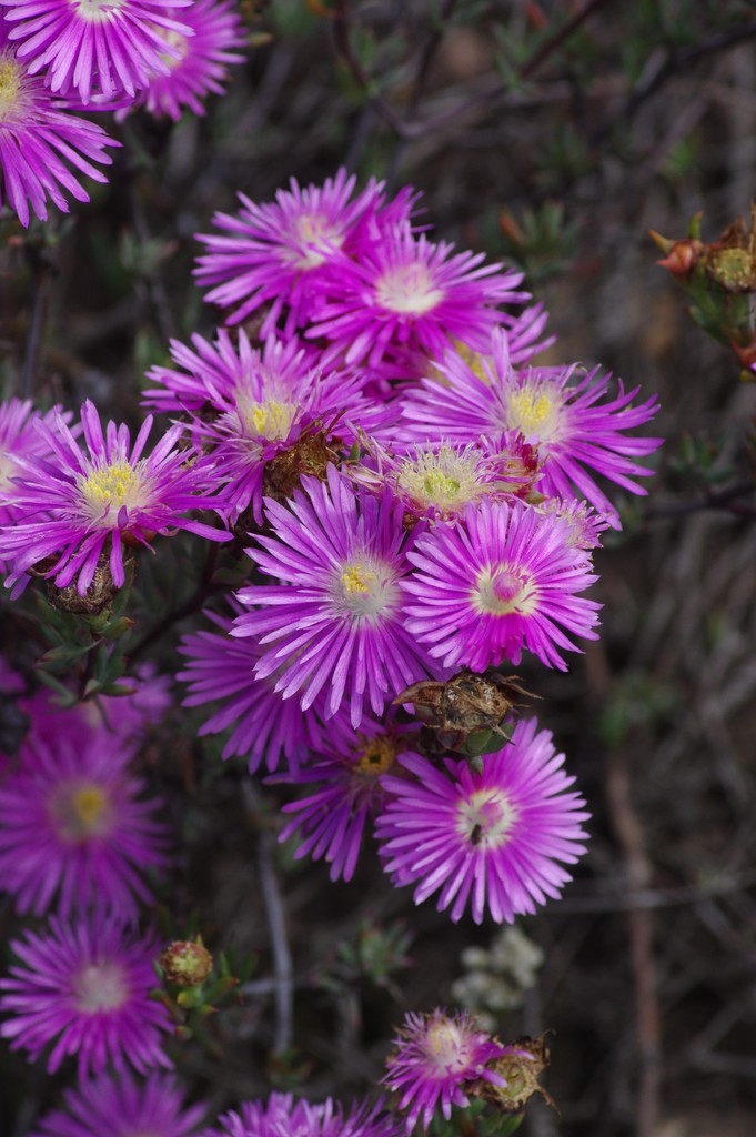 Trailing ice plant