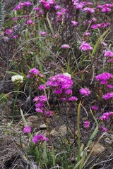 Lampranthus mutans