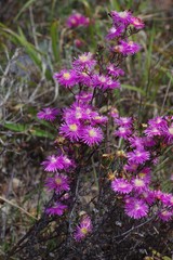 Lampranthus mutans