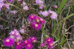 Lampranthus mutans