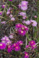 Lampranthus mutans
