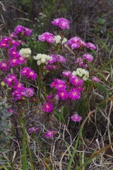 Lampranthus mutans