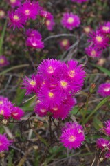 Lampranthus mutans
