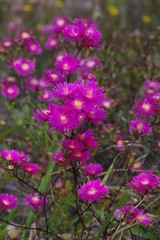 Lampranthus mutans
