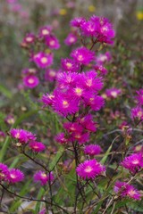 Lampranthus mutans