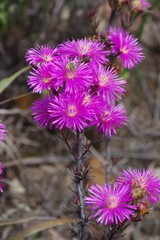 Lampranthus mutans