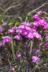 Lampranthus mutans