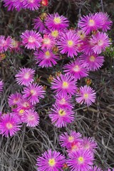 Lampranthus mutans