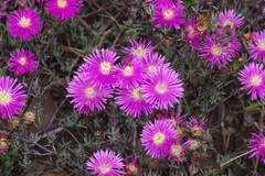 Lampranthus mutans
