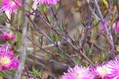 Lampranthus mutans