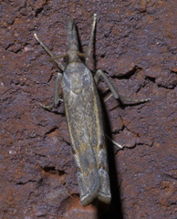Neodactria
