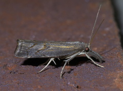 Neodactria