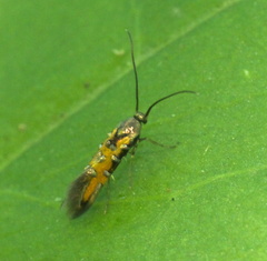 Neoheliodines hodgesi