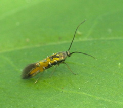 Neoheliodines hodgesi