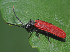 Platycis minutus