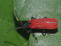 Platycis minutus