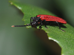 Platycis minutus