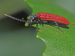 Platycis minutus