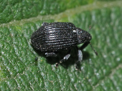 Tachyerges pseudostigma