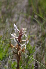 Satyrium longicolle