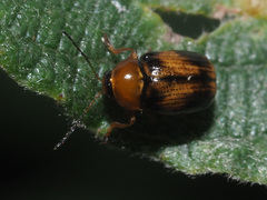 Cryptocephalus pusillus