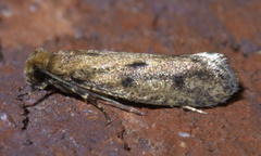 Niditinea orleansella