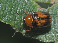 Cryptocephalus pusillus