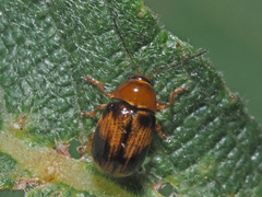 Cryptocephalus pusillus