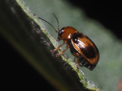 Cryptocephalus pusillus