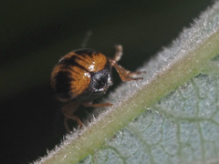 Cryptocephalus pusillus