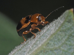 Cryptocephalus pusillus