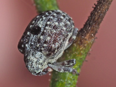 Cionus hortulanus