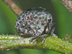 Cionus hortulanus