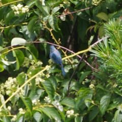 Cyornis