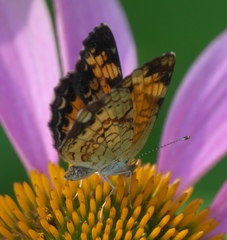 Phyciodes tharos