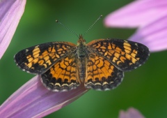 Phyciodes tharos