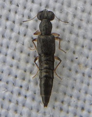 Stenus geniculatus