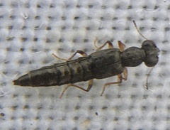 Stenus geniculatus