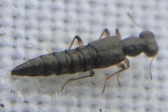 Stenus geniculatus