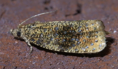 Olethreutes astrologana