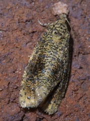 Olethreutes astrologana