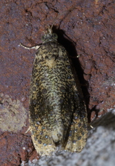 Olethreutes astrologana