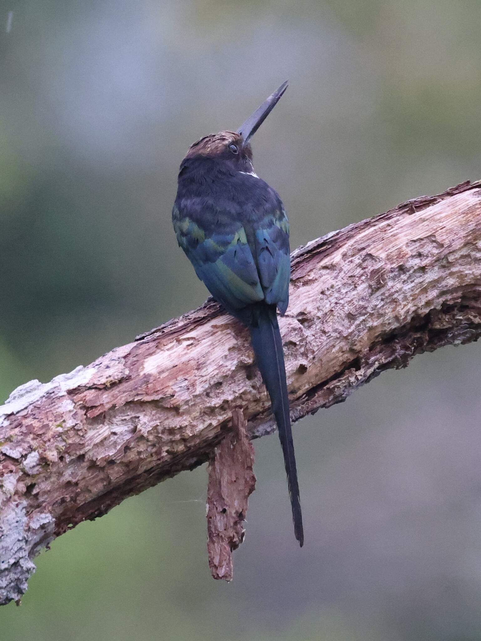 Paradise Jacamar (Galbula dea), photo 5