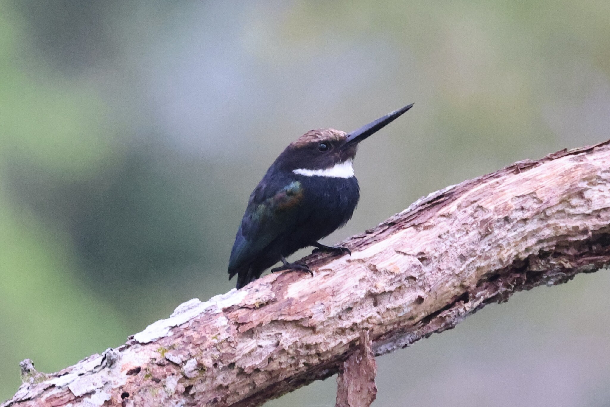 Paradise Jacamar (Galbula dea), photo 6